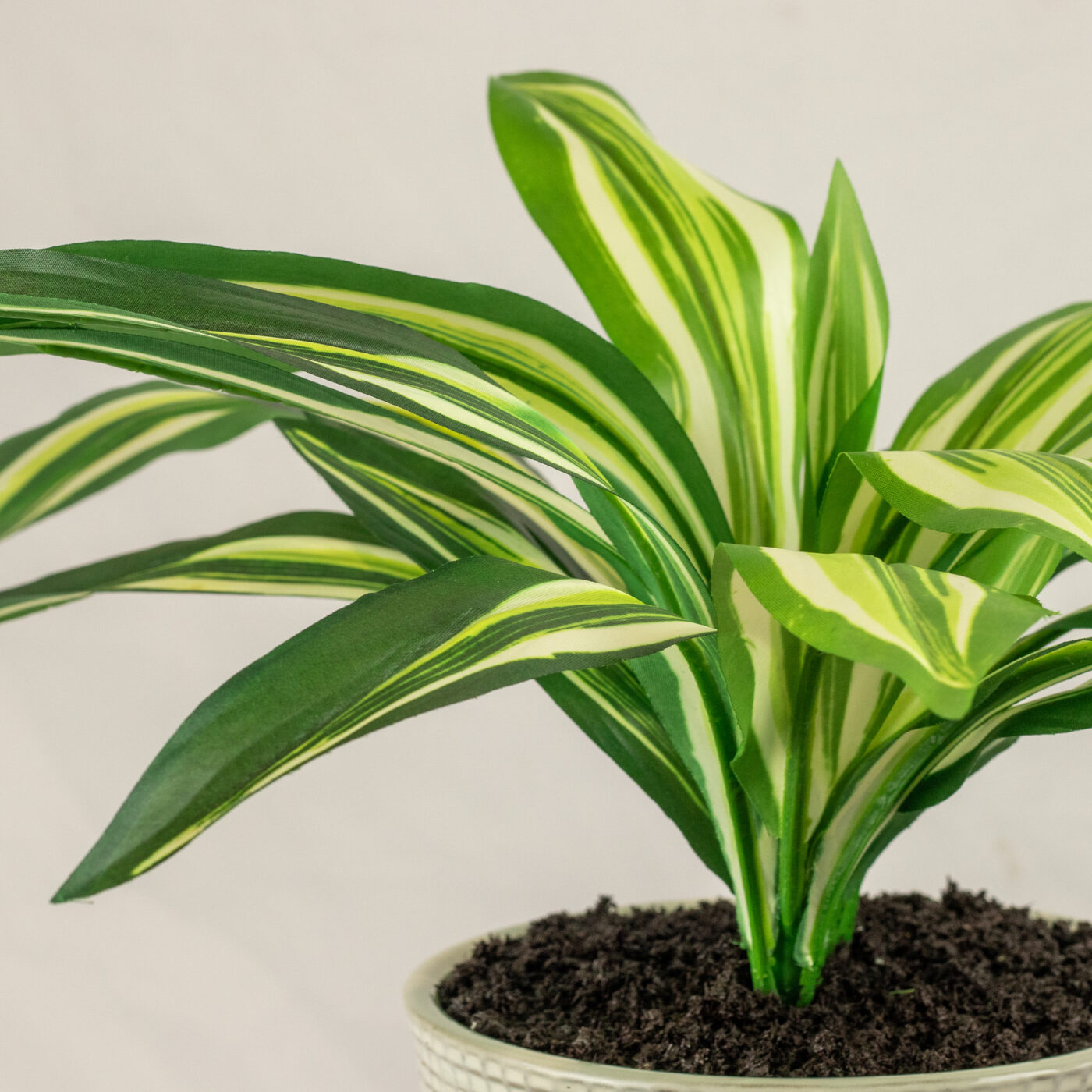 DRACENA PLANT IN 19CM CERAMIC POT
