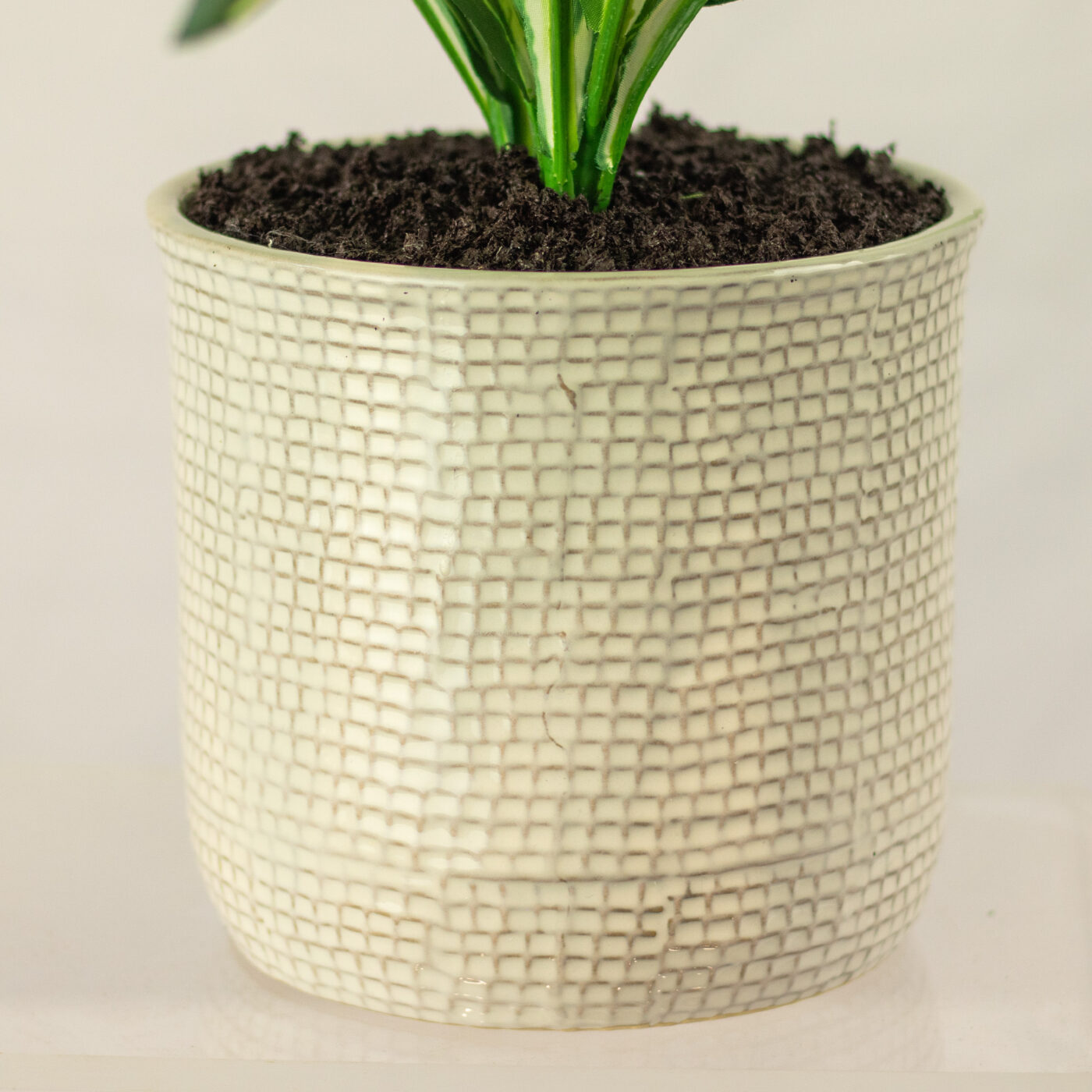DRACENA PLANT IN 19CM CERAMIC POT