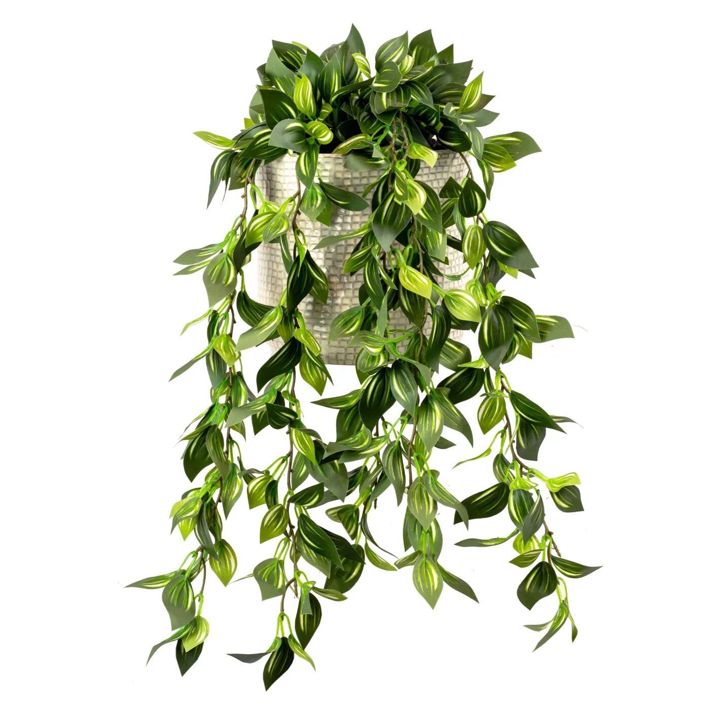 WANDERING JEW IN 19CM CERAMIC POT GREEN