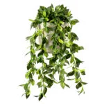 WANDERING JEW IN 19CM CERAMIC POT GREEN