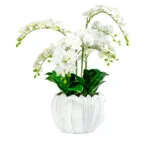 WHITE PHALAENOPSIS ORCHIDS IN TULIP PLANTER