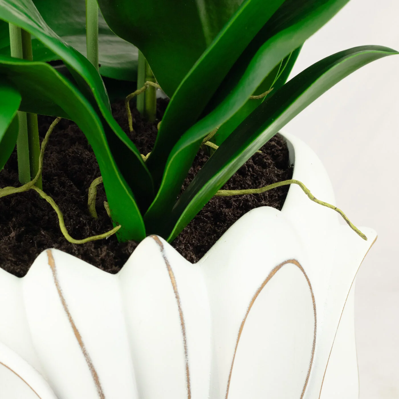 WHITE PHALAENOPSIS ORCHIDS IN TULIP PLANTER