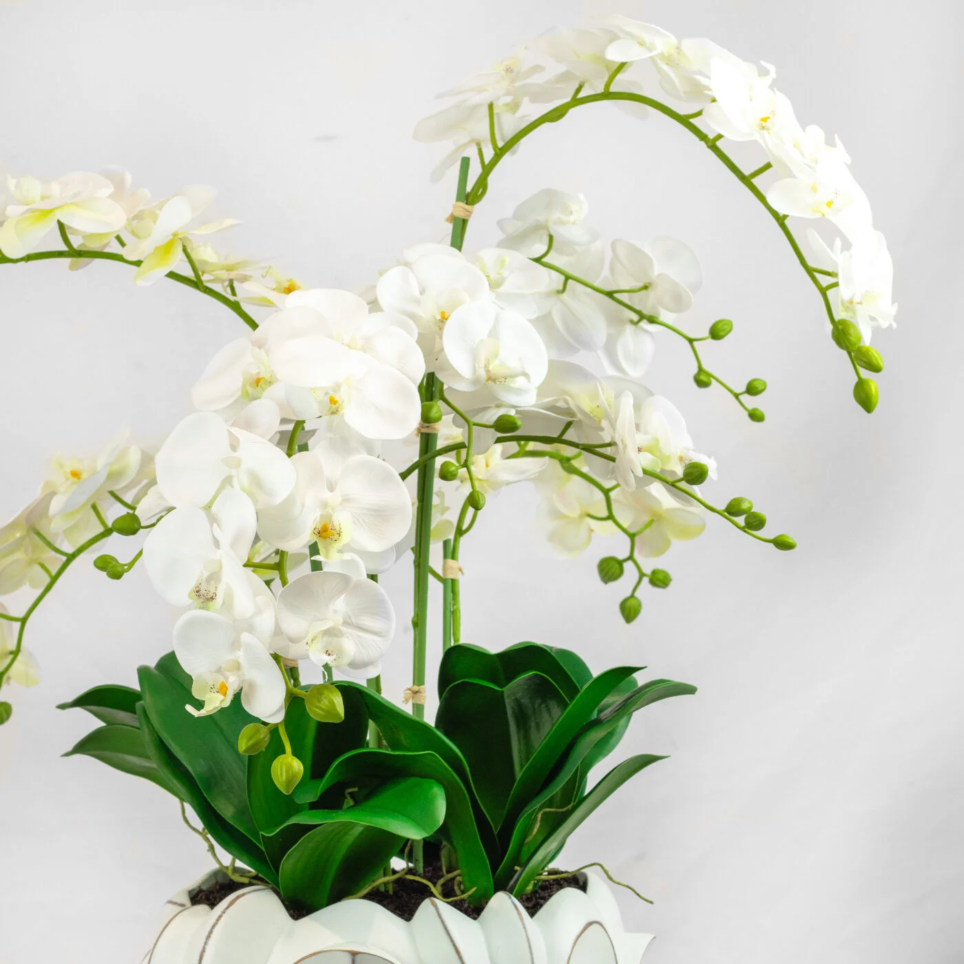 WHITE PHALAENOPSIS ORCHIDS IN TULIP PLANTER