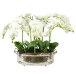 PHALAENOPSIS WHITE MIX IN OBLONG SILVER PLANTER