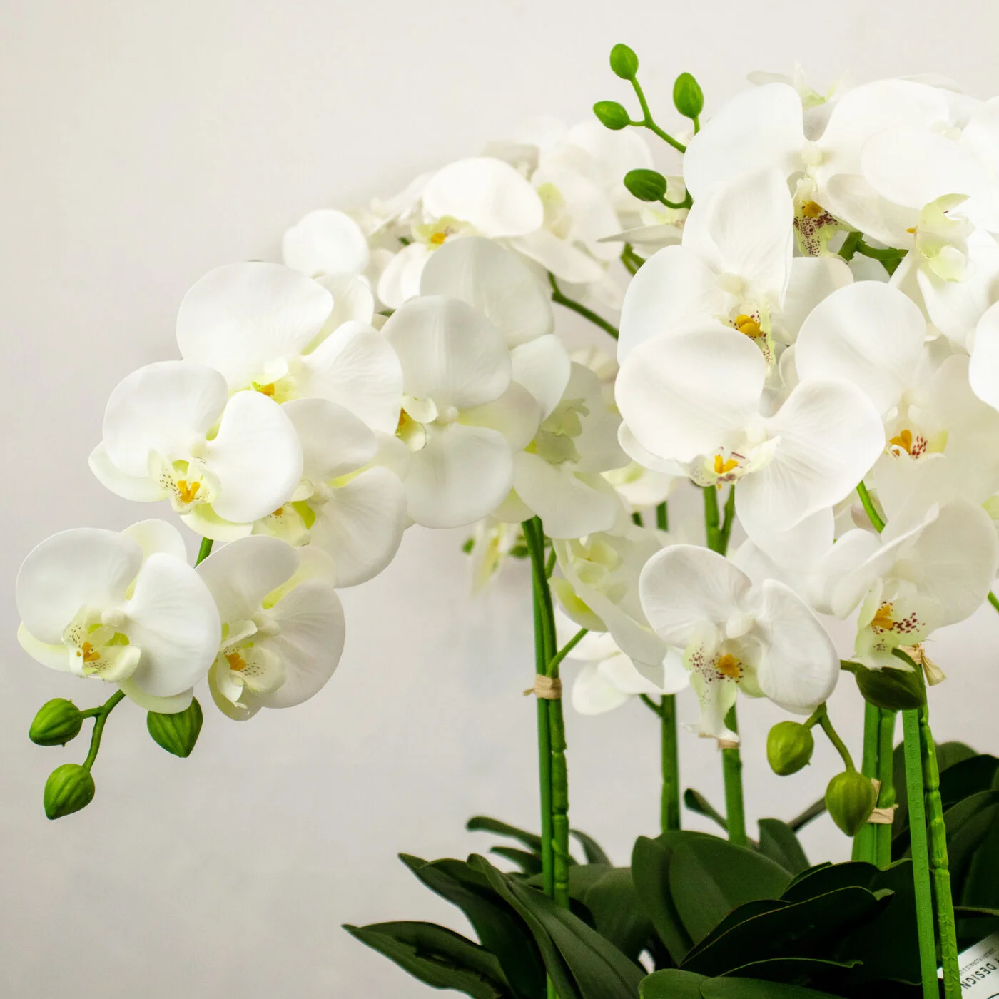 PHALAENOPSIS WHITE MIX IN OBLONG SILVER PLANTER