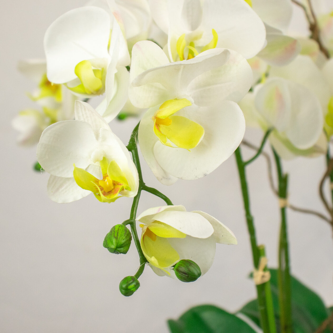 PHALAENOPSIS ORCHID WHITE WITH TWIG IN OVAL SILVER PLANTER SM