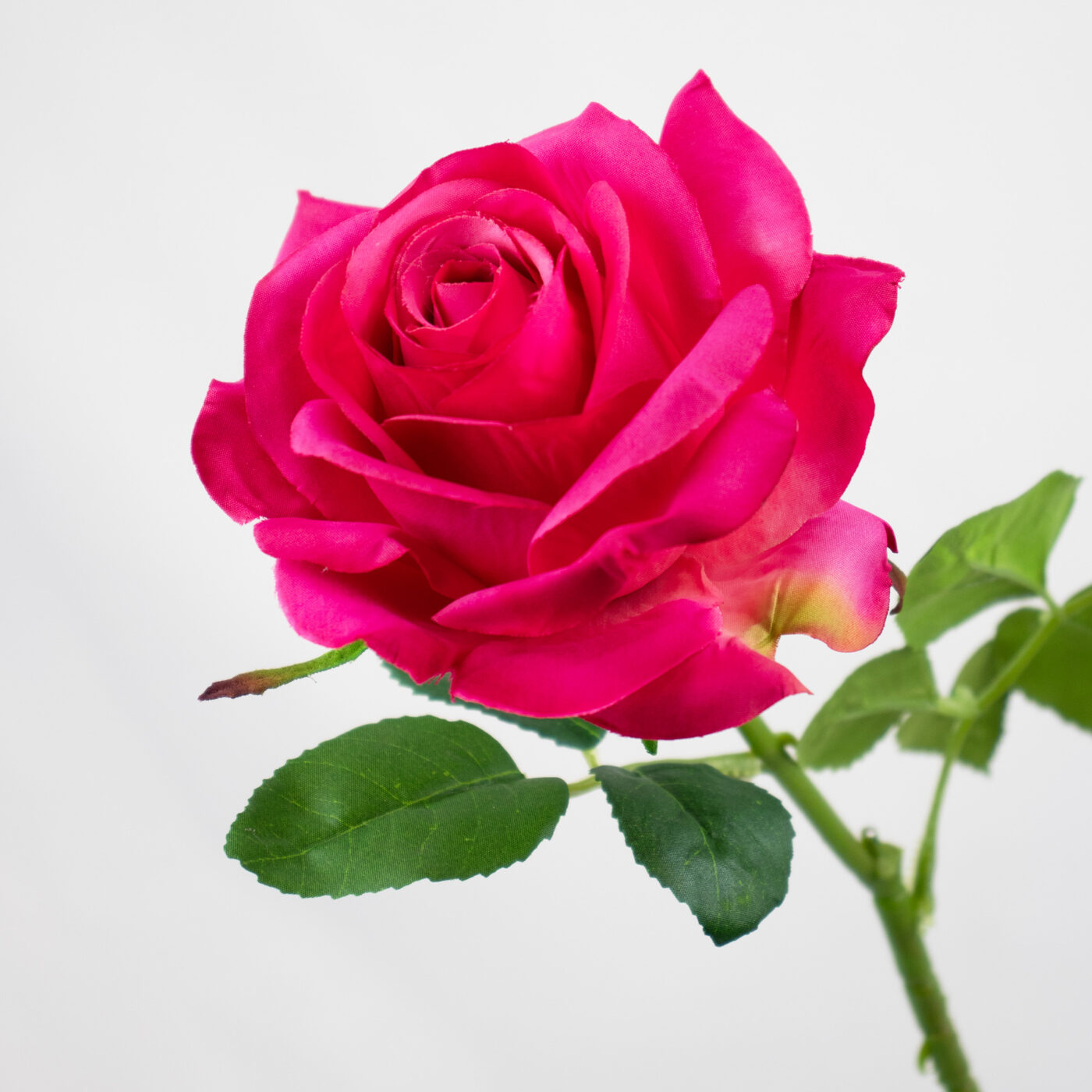 ROSE OPEN STEM PINK BEAUTY 62CM