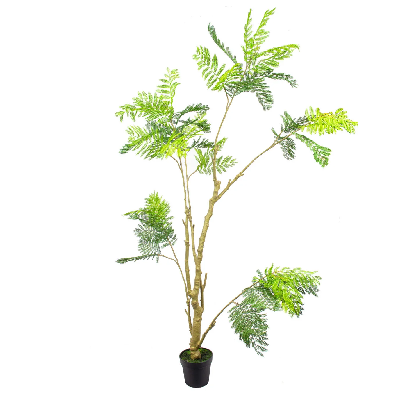 ACACIA TREE IN BPPP 210 CM GR