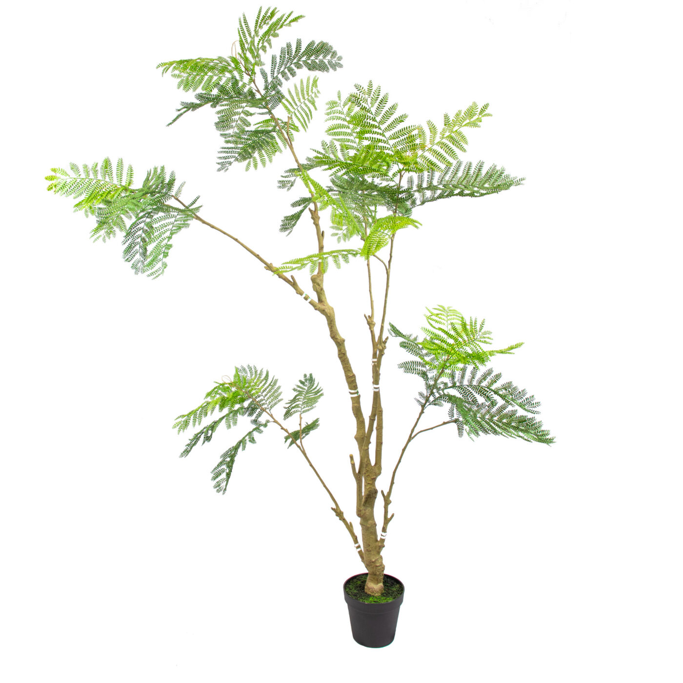 ACACIA TREE IN BPPP 210 CM GR