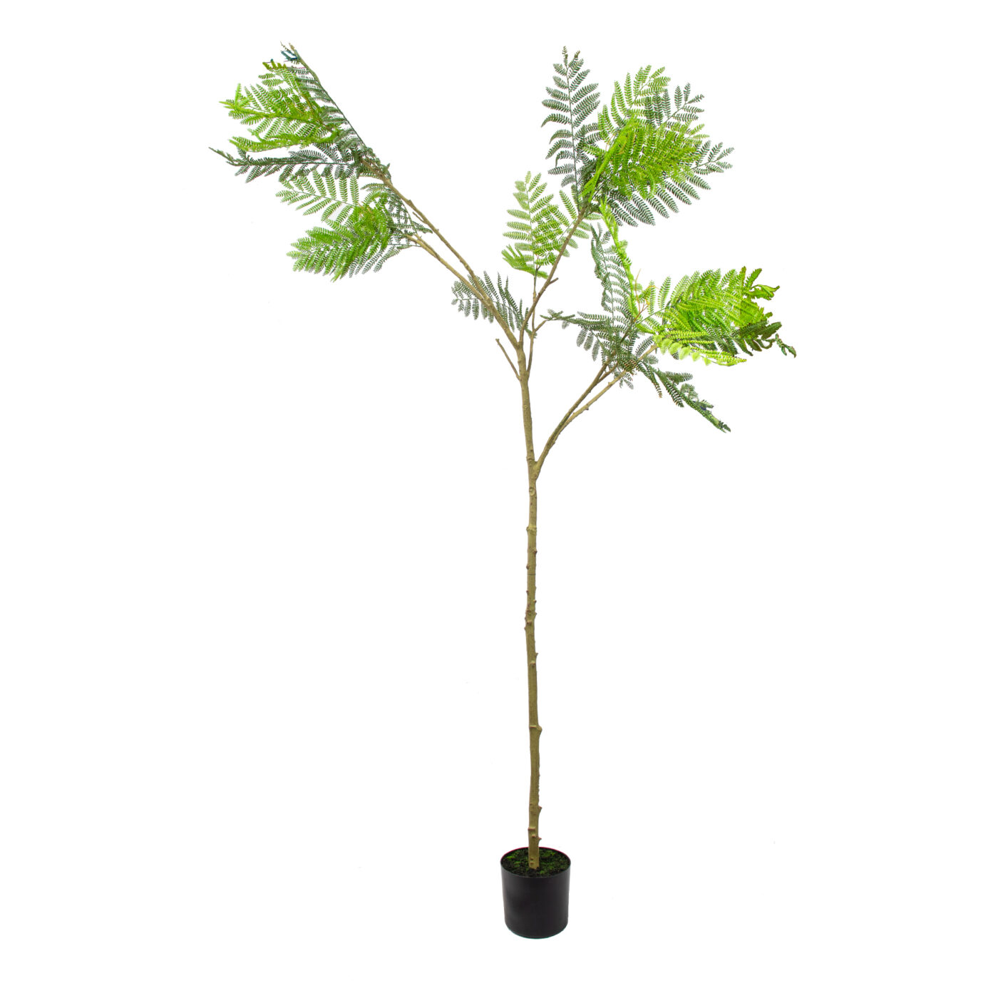 ACA/ACACTREE210