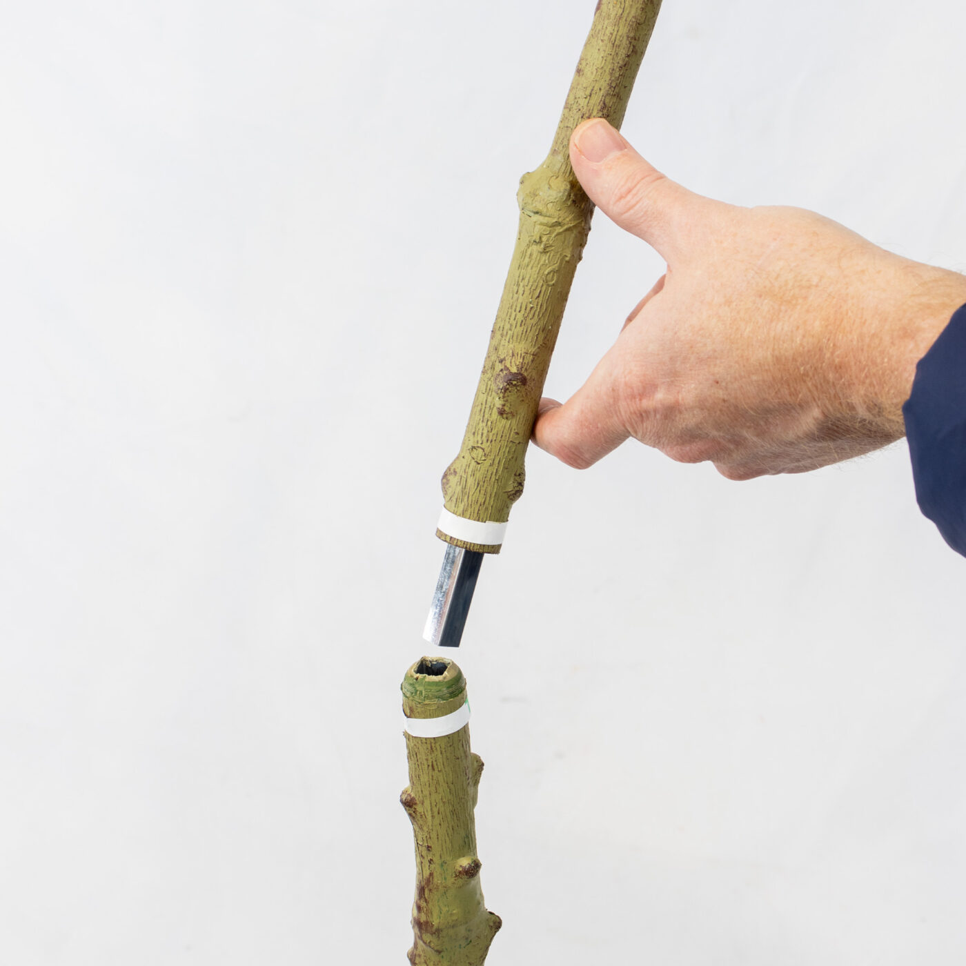 SLENDER ACACIA TREE  IN POT 210CM GREEN - Image 2