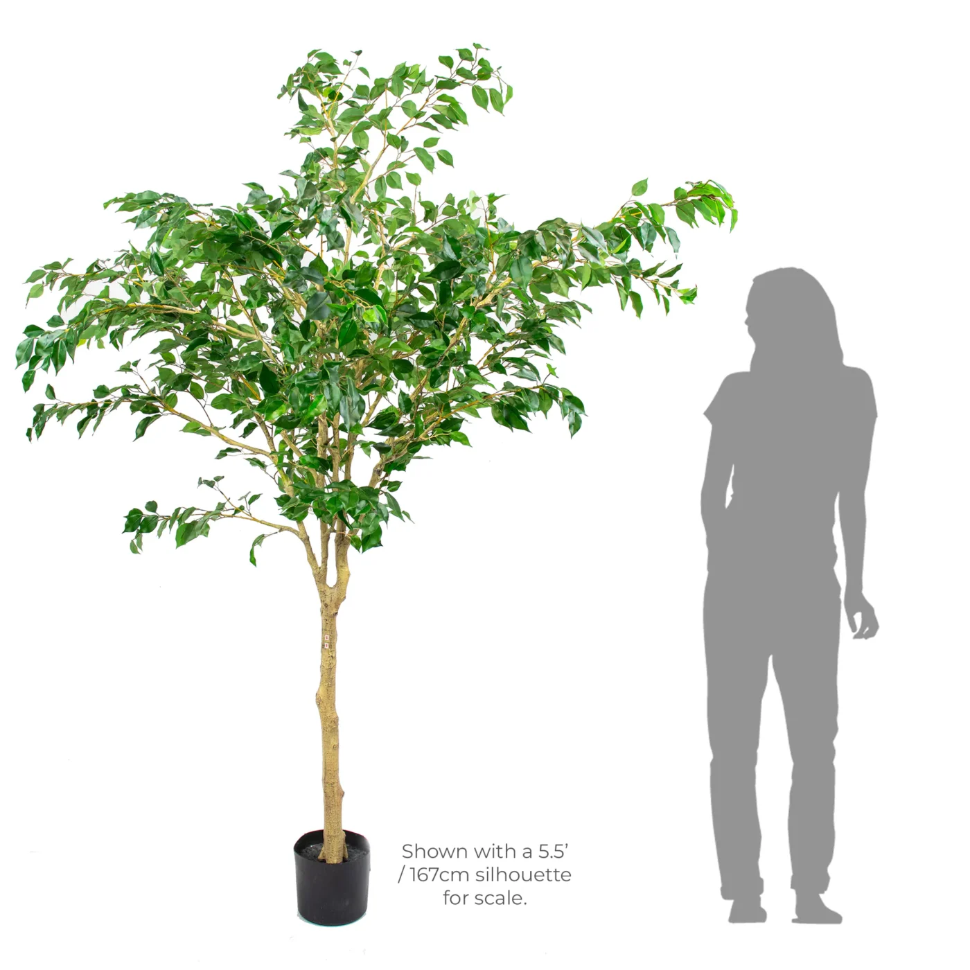 FICUS TREE MULTI BRANCH IN POT 220CM