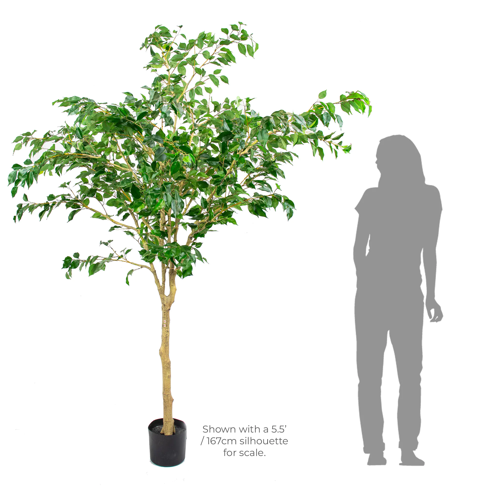 FICUS TREE MULTI BRANCH IN POT 220CM