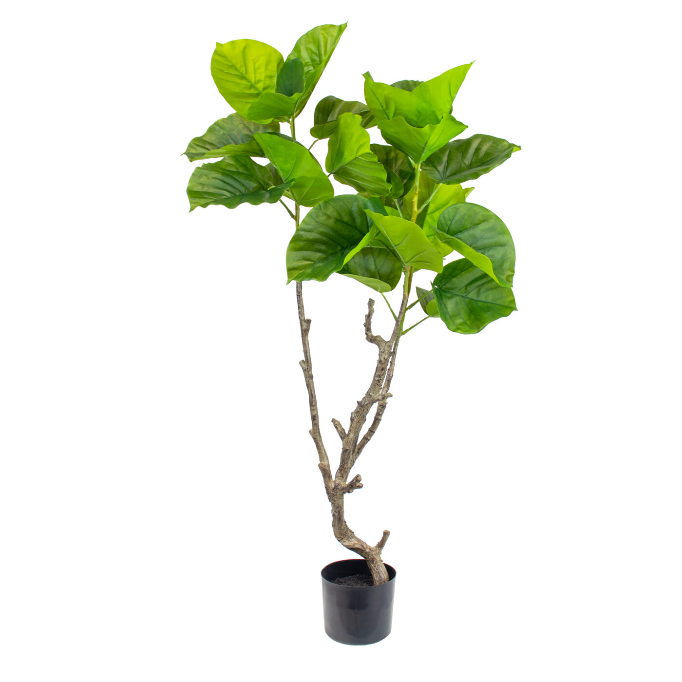 FICUS UMBELLATA 4' TREE IN BPP GR