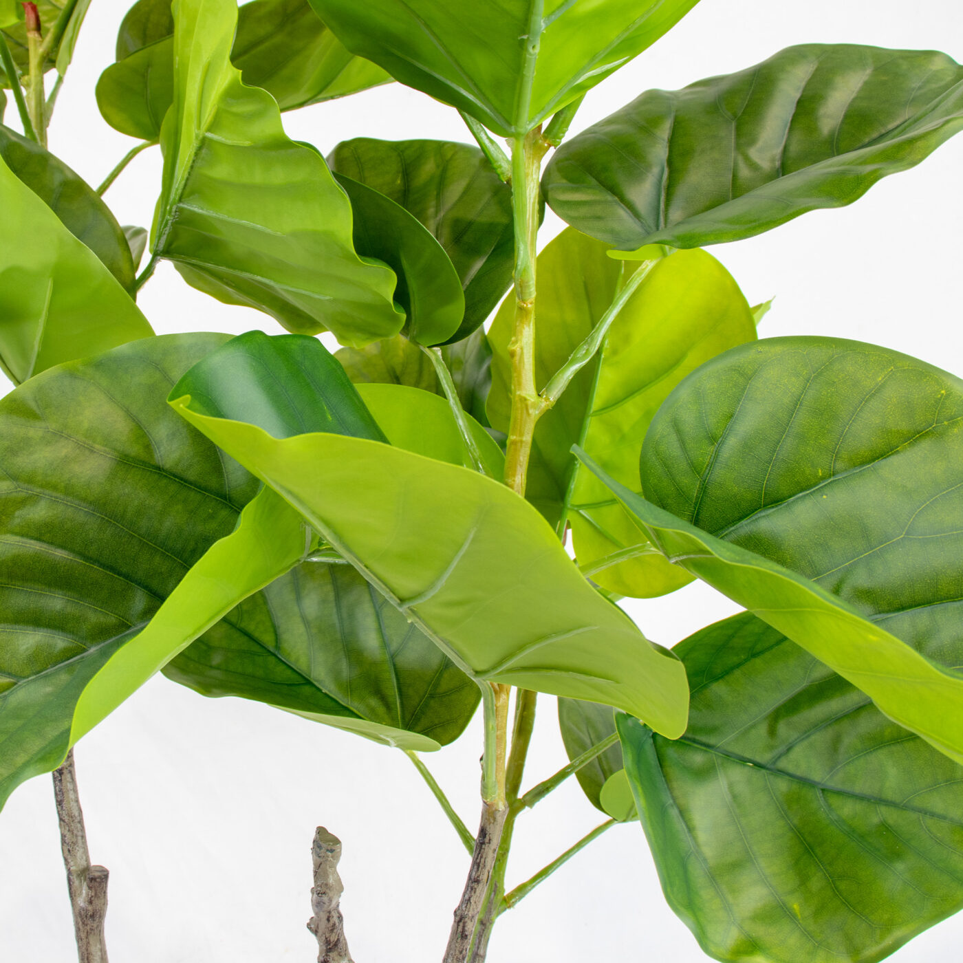 FICUS UMBELLATA 4' TREE IN BPP GR