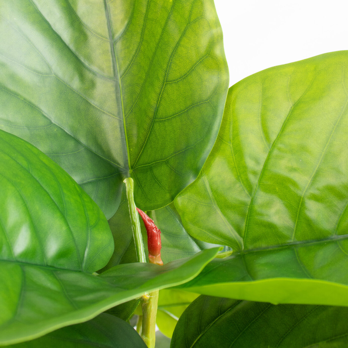 FICUS UMBELLATA 4' TREE IN BPP GR