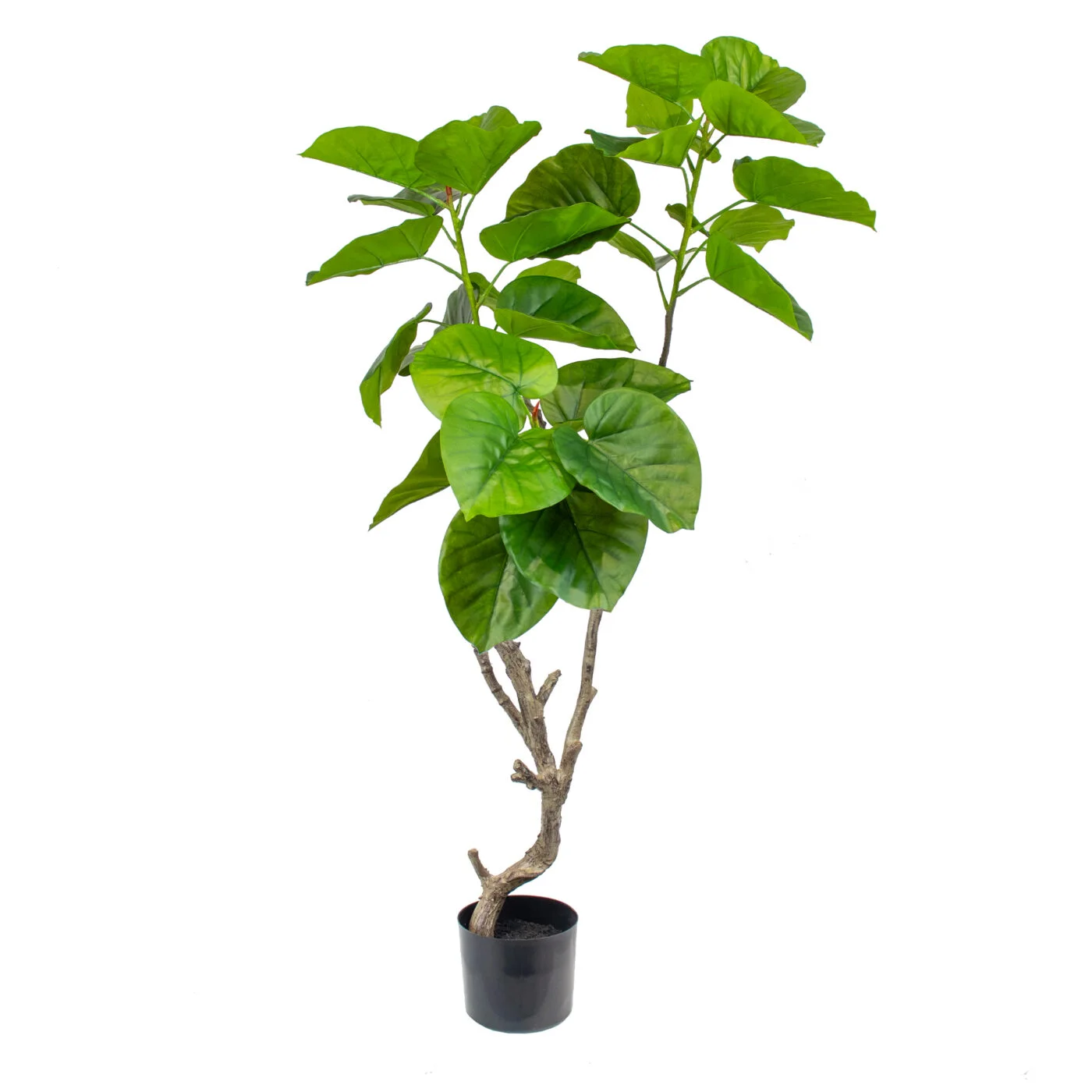 Artificial FICUS UMBELLATA 4' TREE IN BPP GR