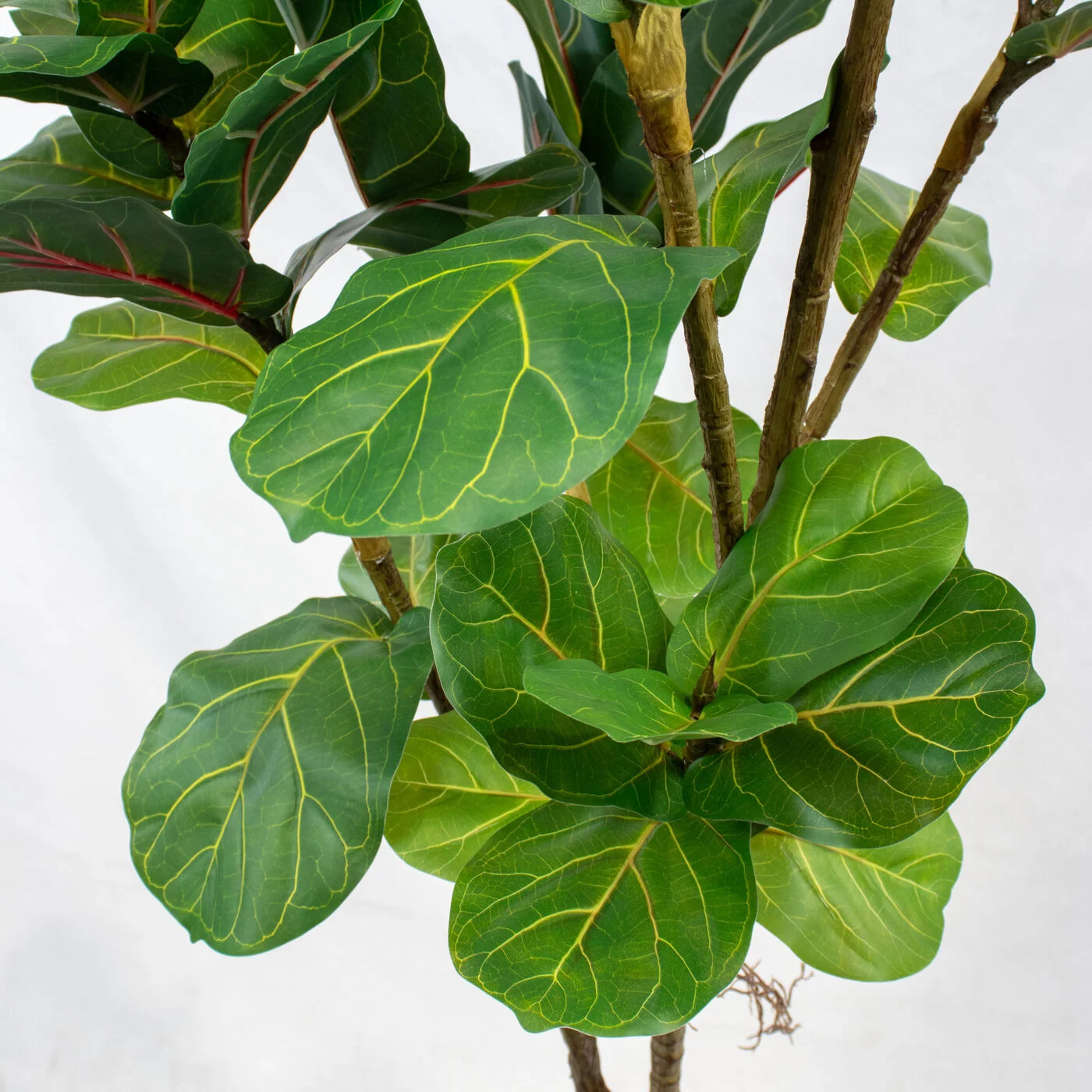 FIDDLE TREE X7 6' GR