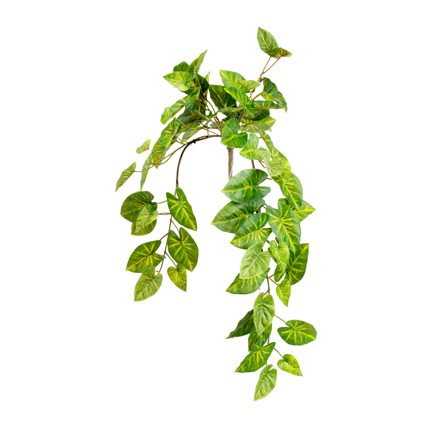 HANGING CALADIUM SPIDER PLANT 75CM GR/CR