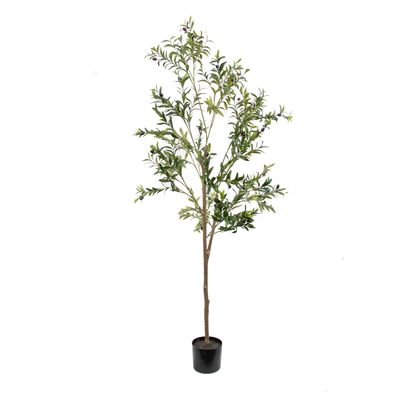 OLIVE LEAF TREE IN BPP 6FT GREEN