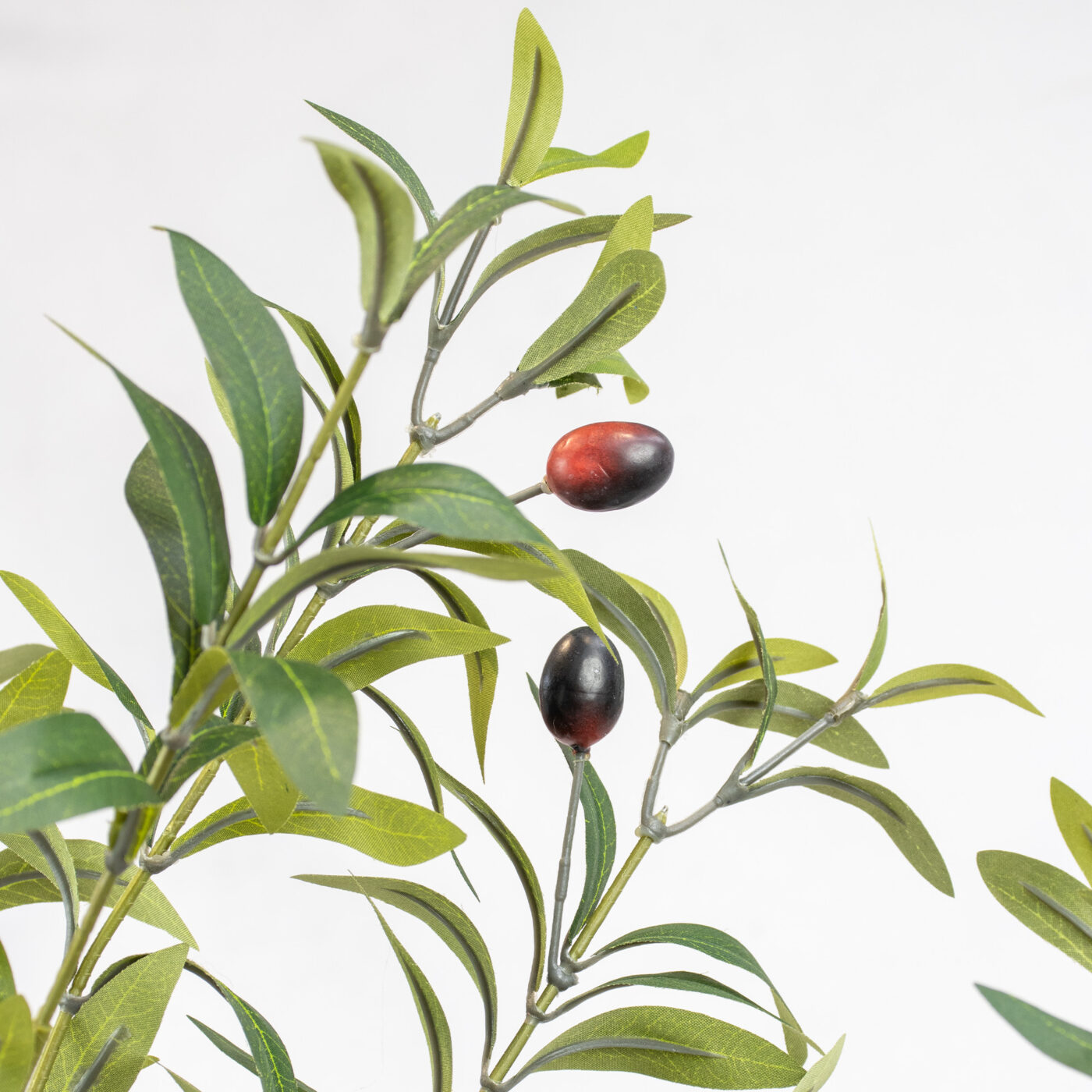 OLIVE LEAF TREE IN BPP 6FT GREEN