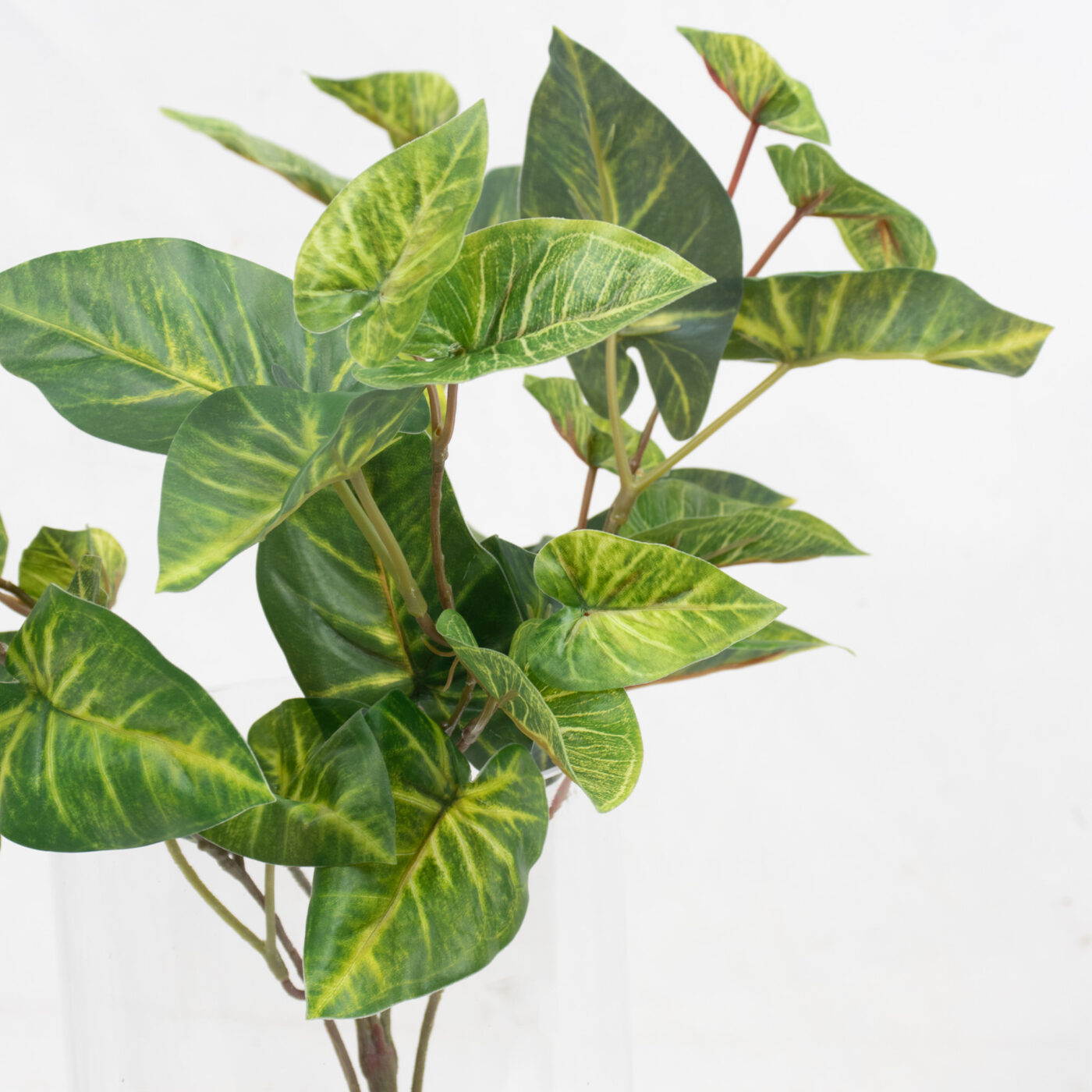 CALADIUM BUSH PICK 45CM GR/CR