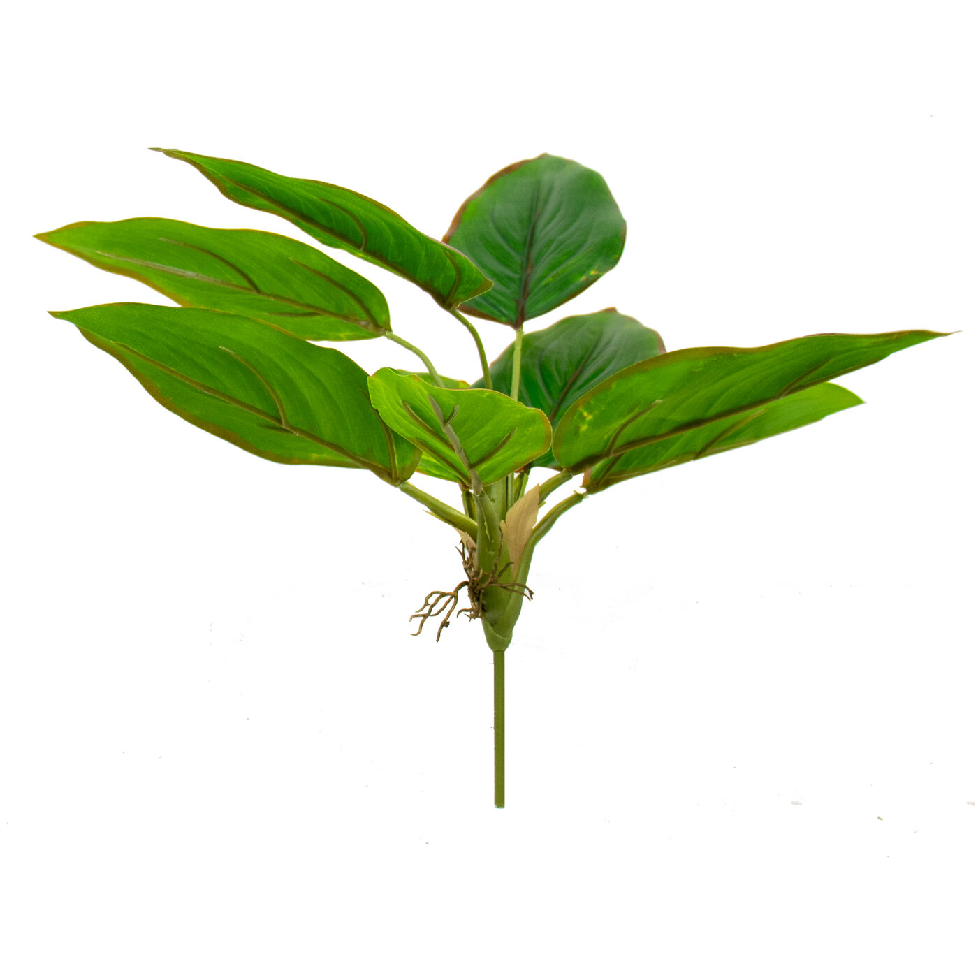 DIEFFENBACHIA PLANT 9 LEAVES 40CM GREEN/BROWN