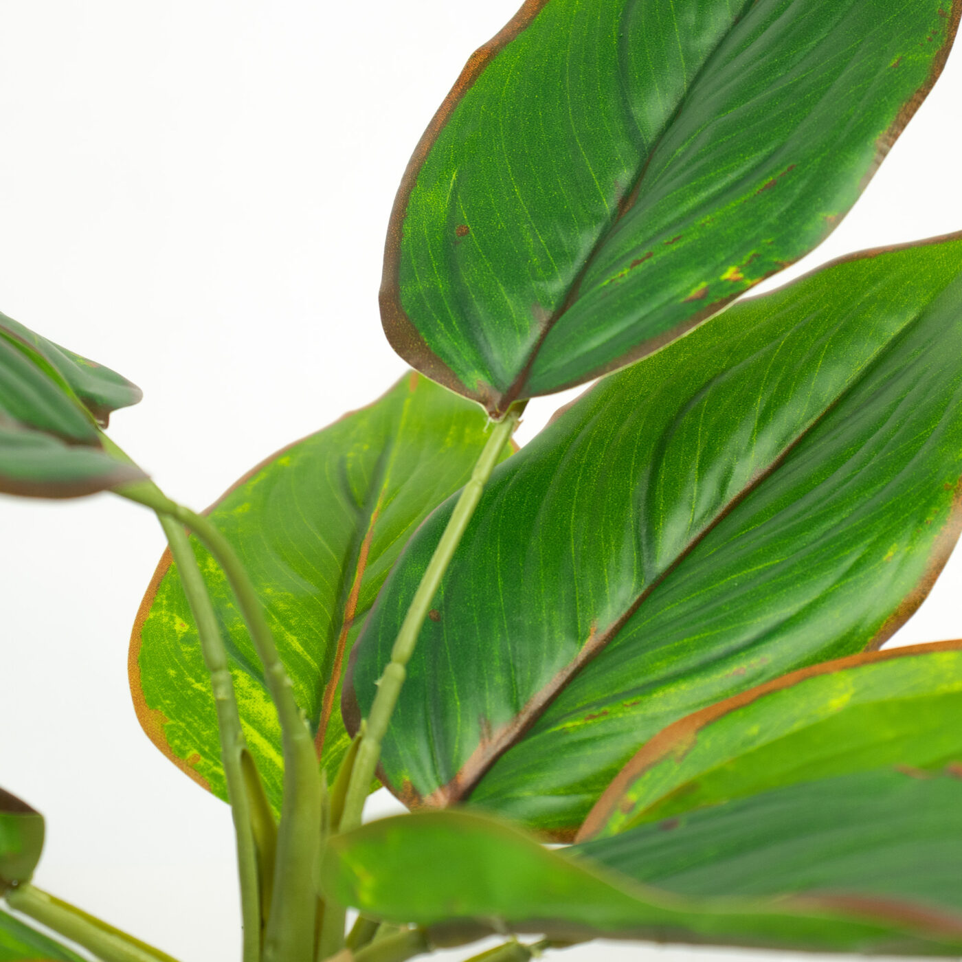DIEFFENBACHIA PLANT 9 LEAVES 40CM GREEN/BROWN