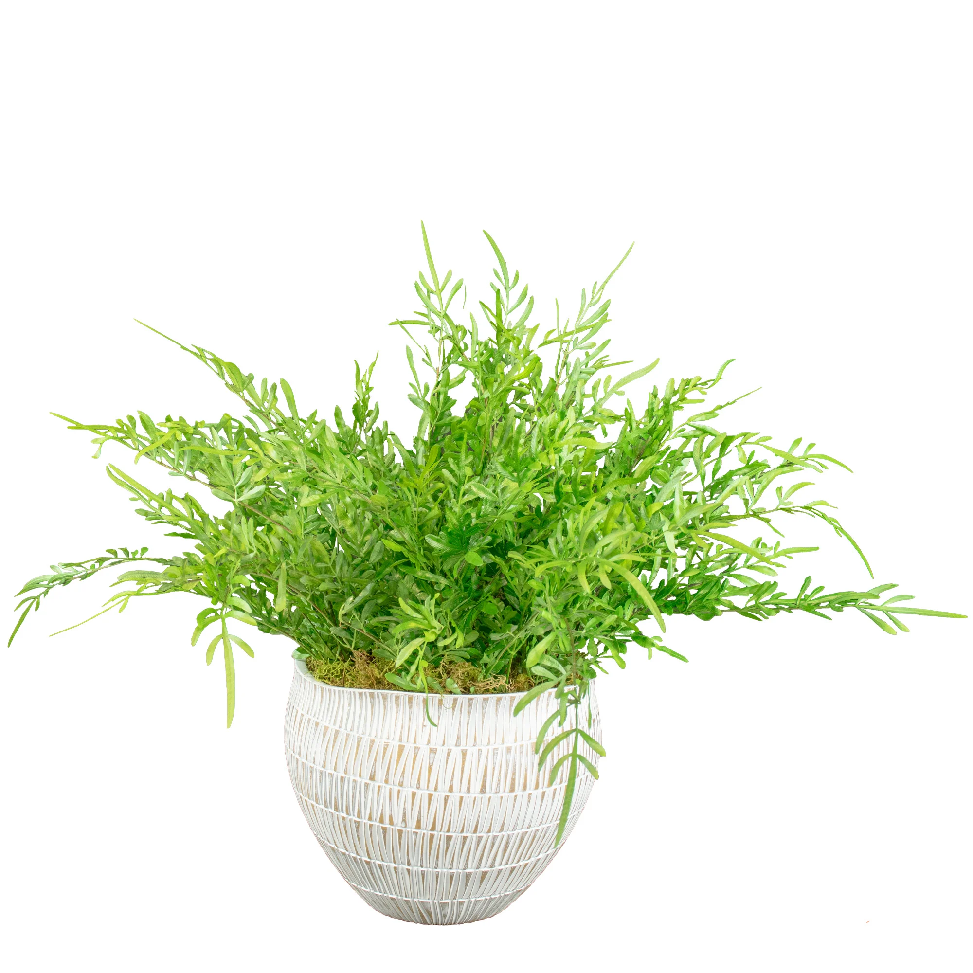 JAPANESE FERN IN CARVED GEO-STRIPE PLANTER