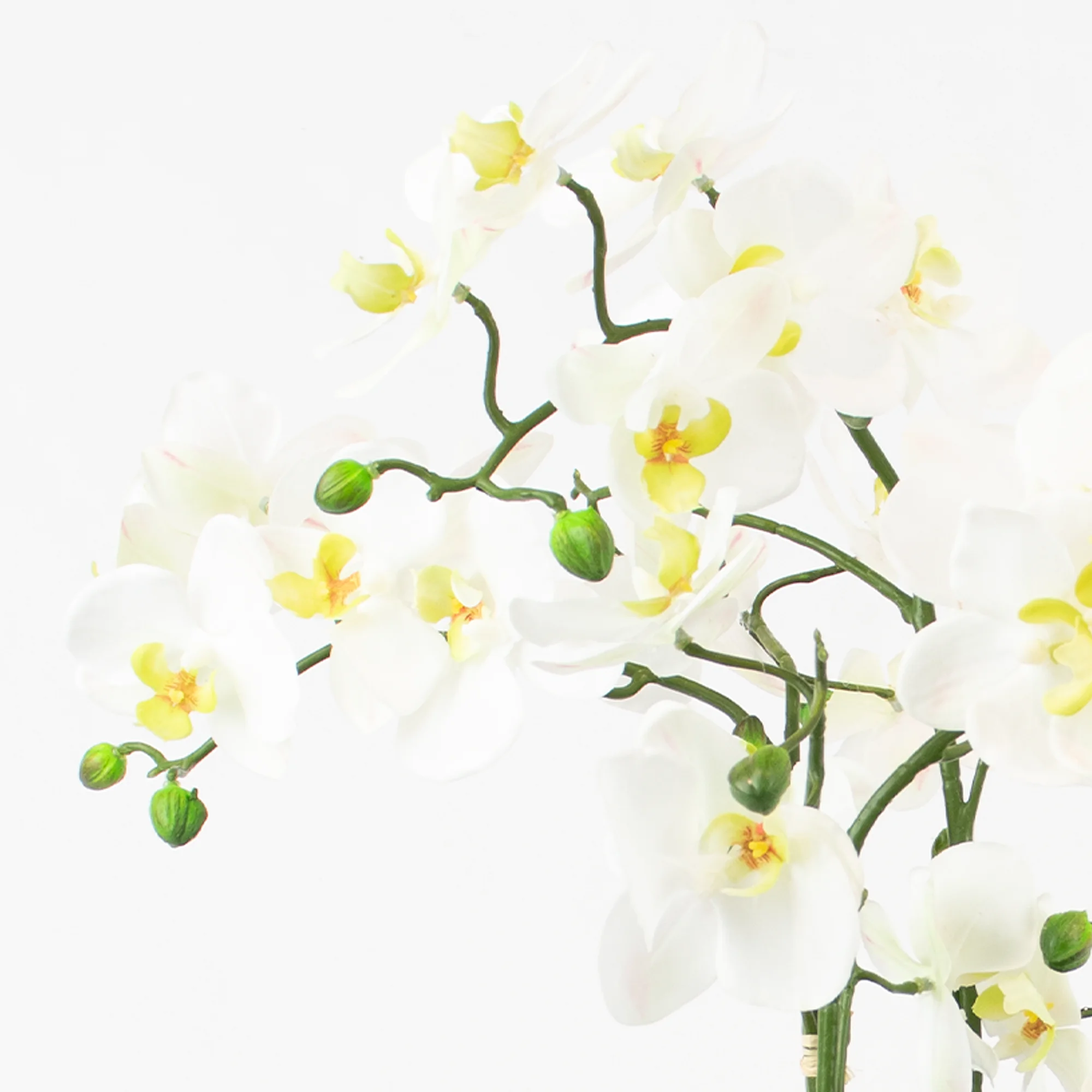PHALAENOPSIS ORCHIDS WHITE IN LEAF PLANTER