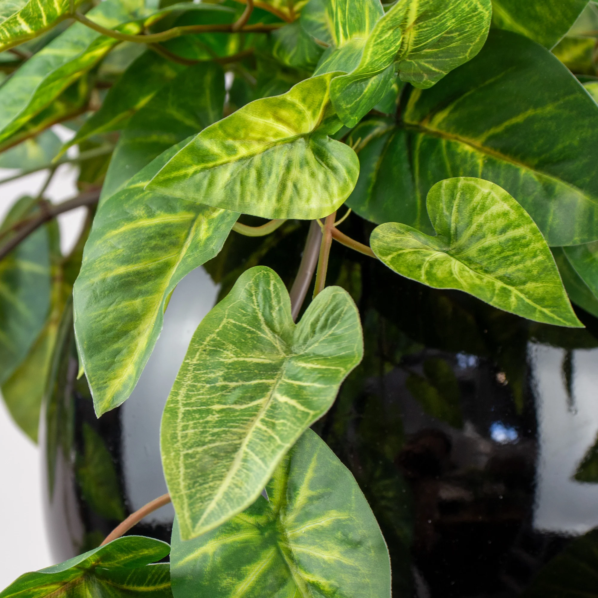 HANGING ORB MEDIUM WITH CALADIUM BUSH