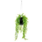 HANGING RUSCUS BUSH IN MEDIUM BLACK ORB