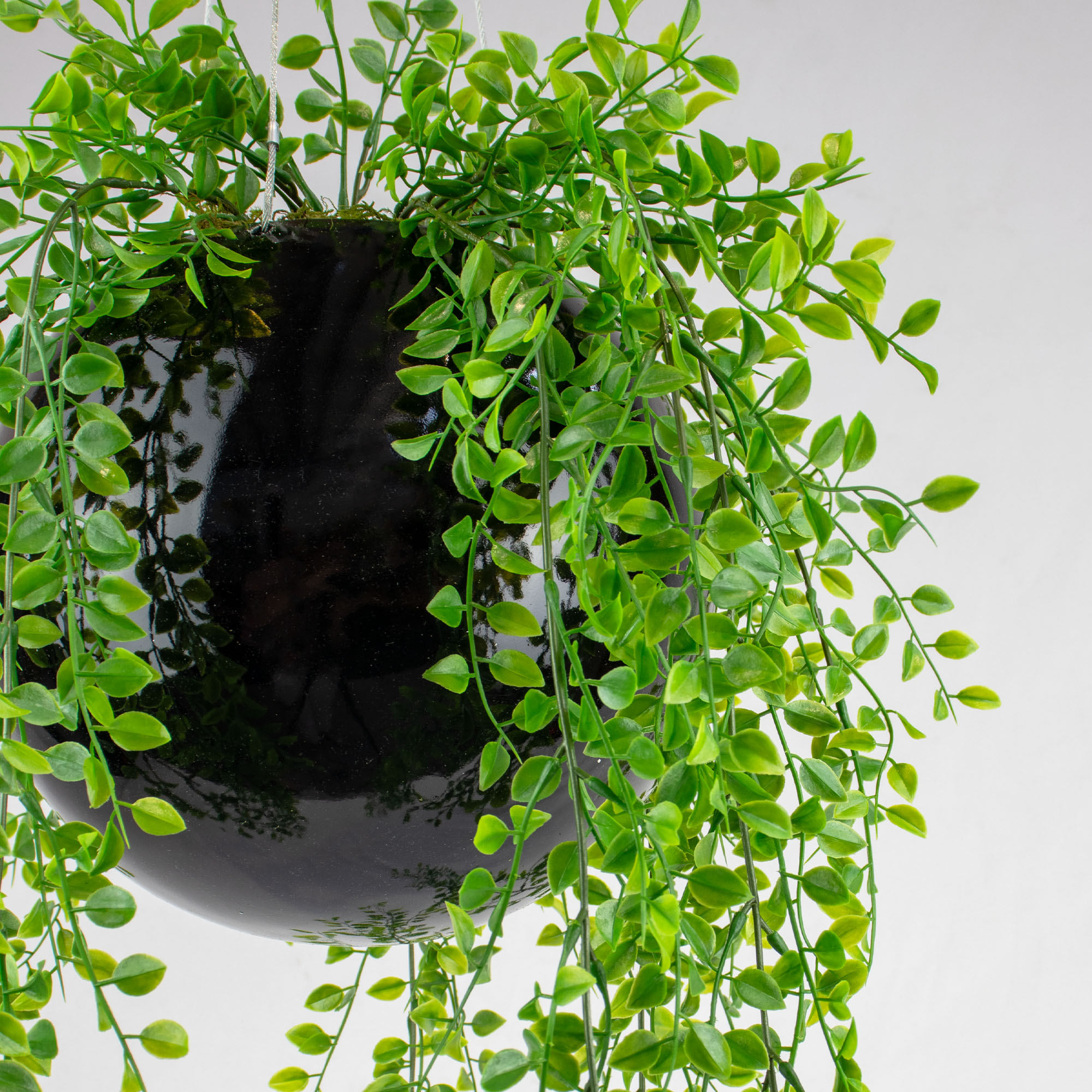 HANGING RUSCUS BUSH IN MEDIUM BLACK ORB