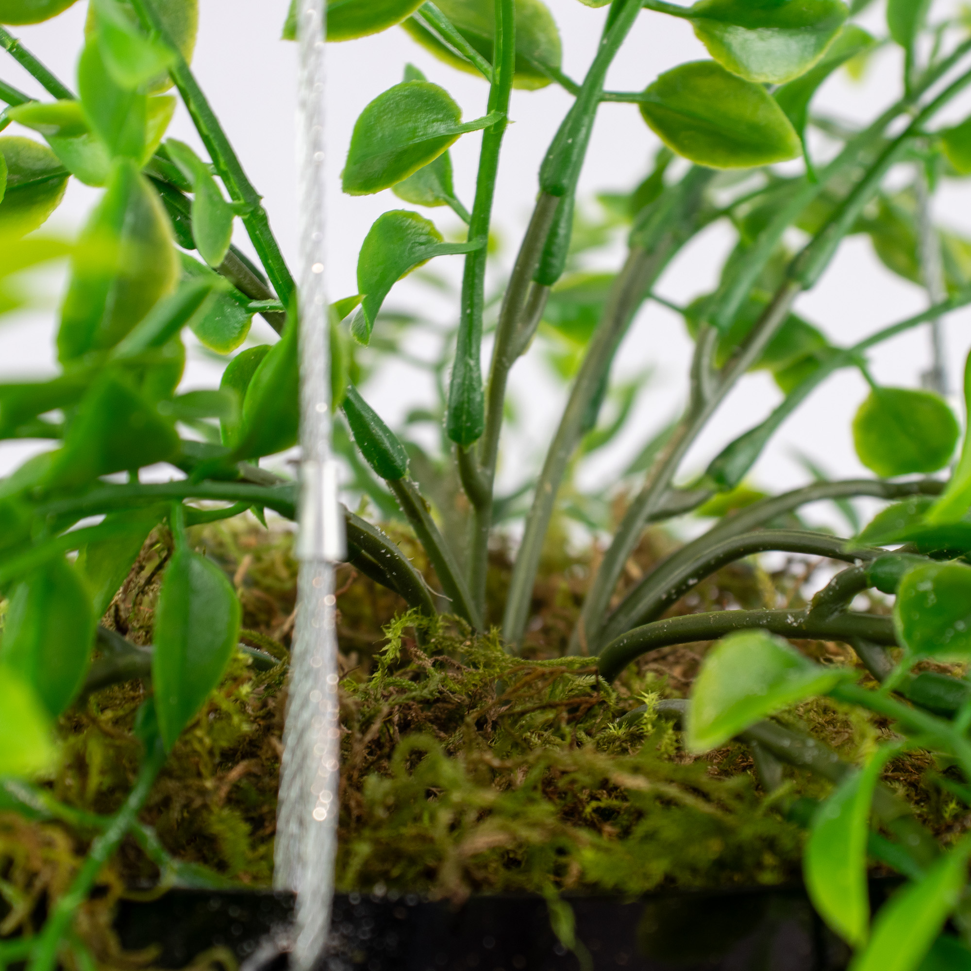 HANGING RUSCUS BUSH IN MEDIUM BLACK ORB