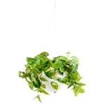 HANGING CALADIUM BUSH IN SMALL WHITE ORB