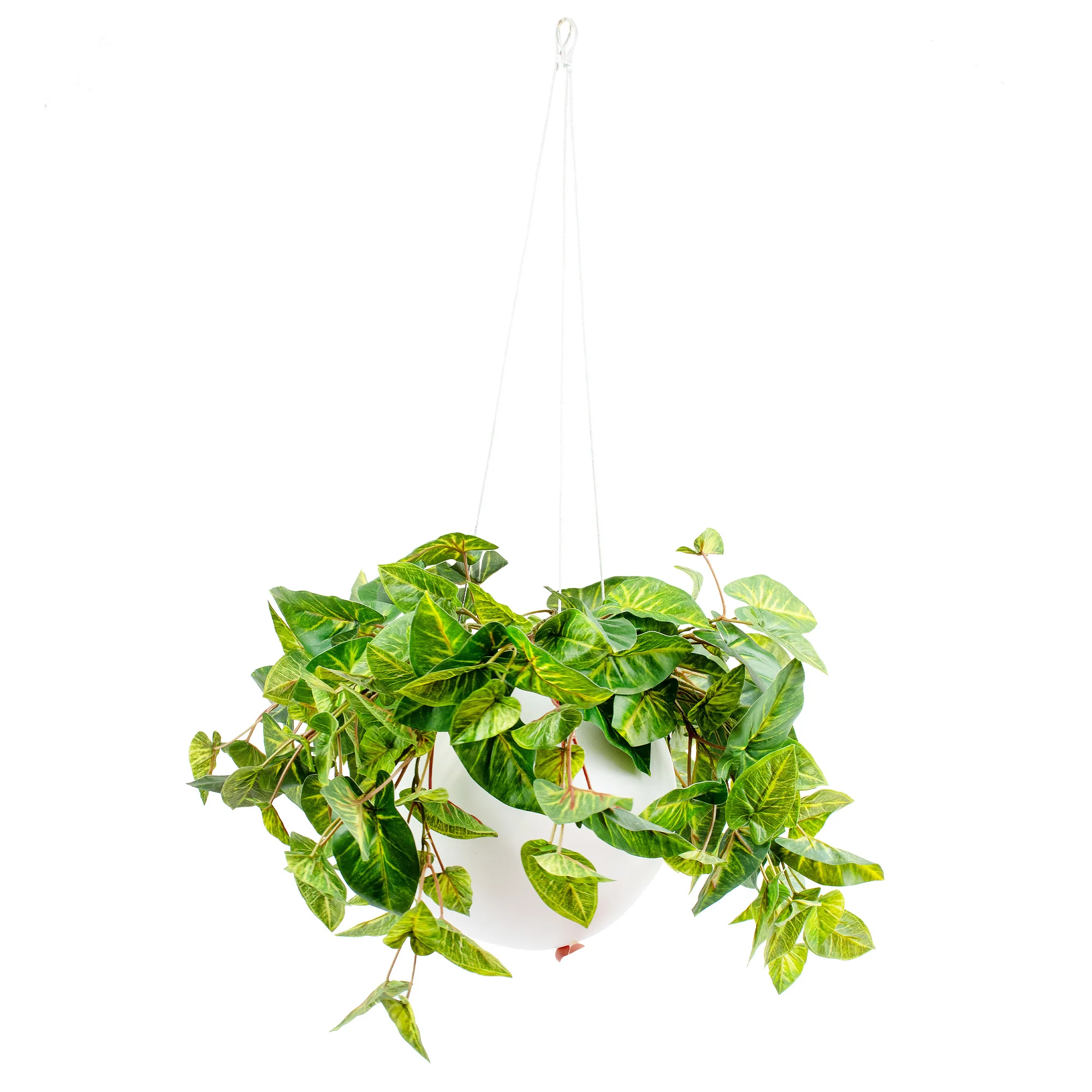 HANGING CALADIUM BUSH IN SMALL WHITE ORB