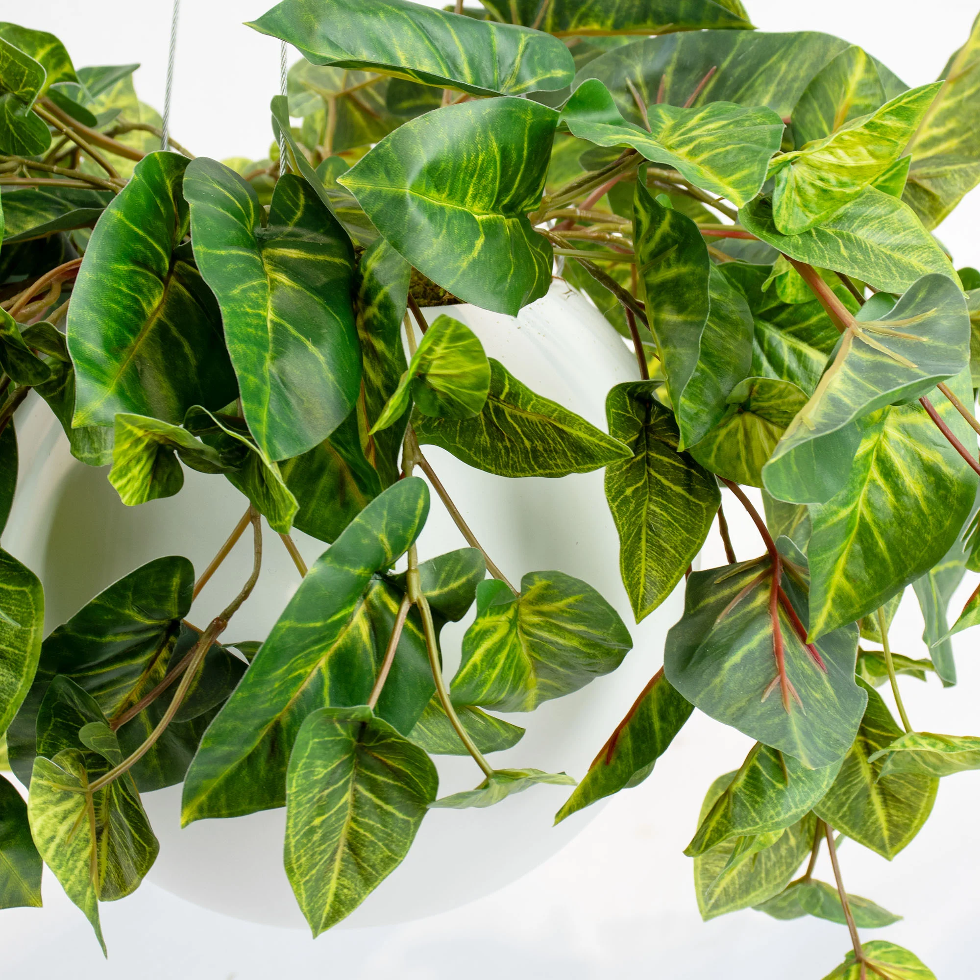 HANGING CALADIUM BUSH IN SMALL WHITE ORB