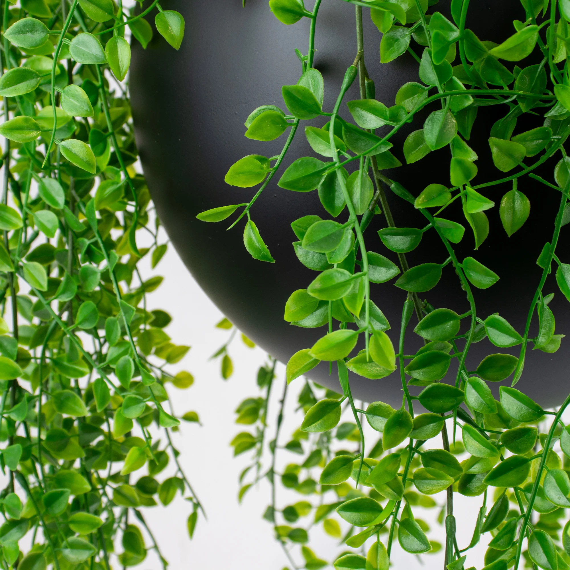 HANGING RUSCUS BUSH IN SMALL BLACK ORB