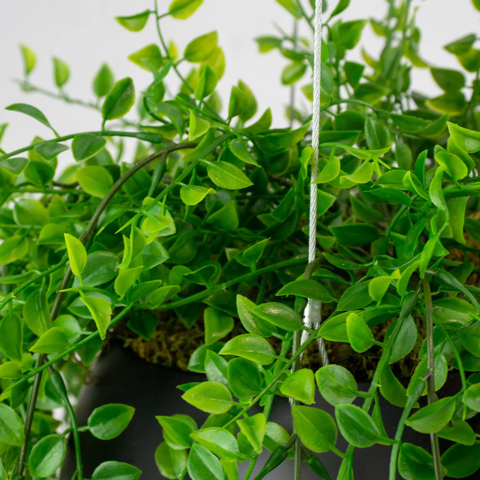 HANGING RUSCUS BUSH IN SMALL BLACK ORB