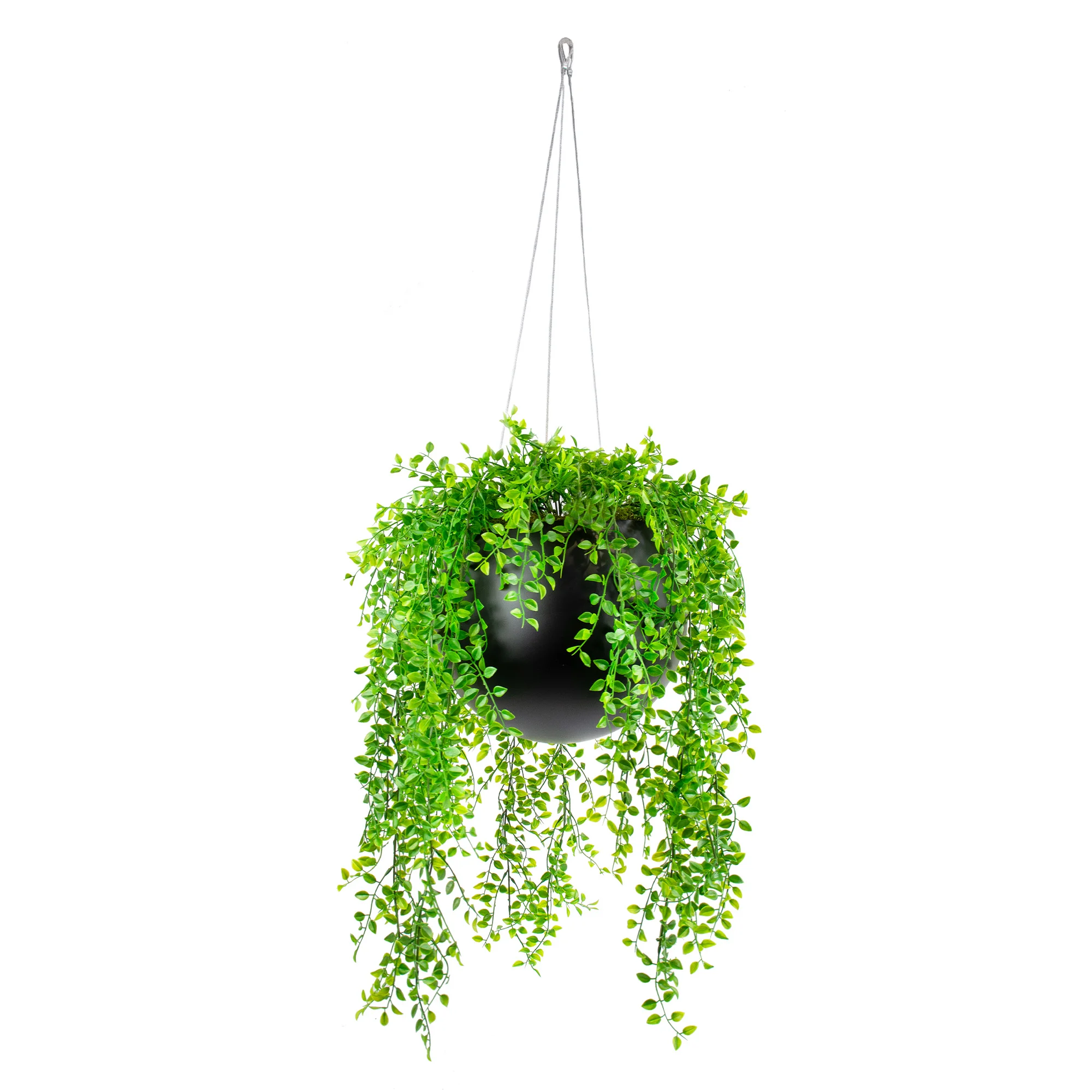 HANGING RUSCUS BUSH IN SMALL BLACK ORB