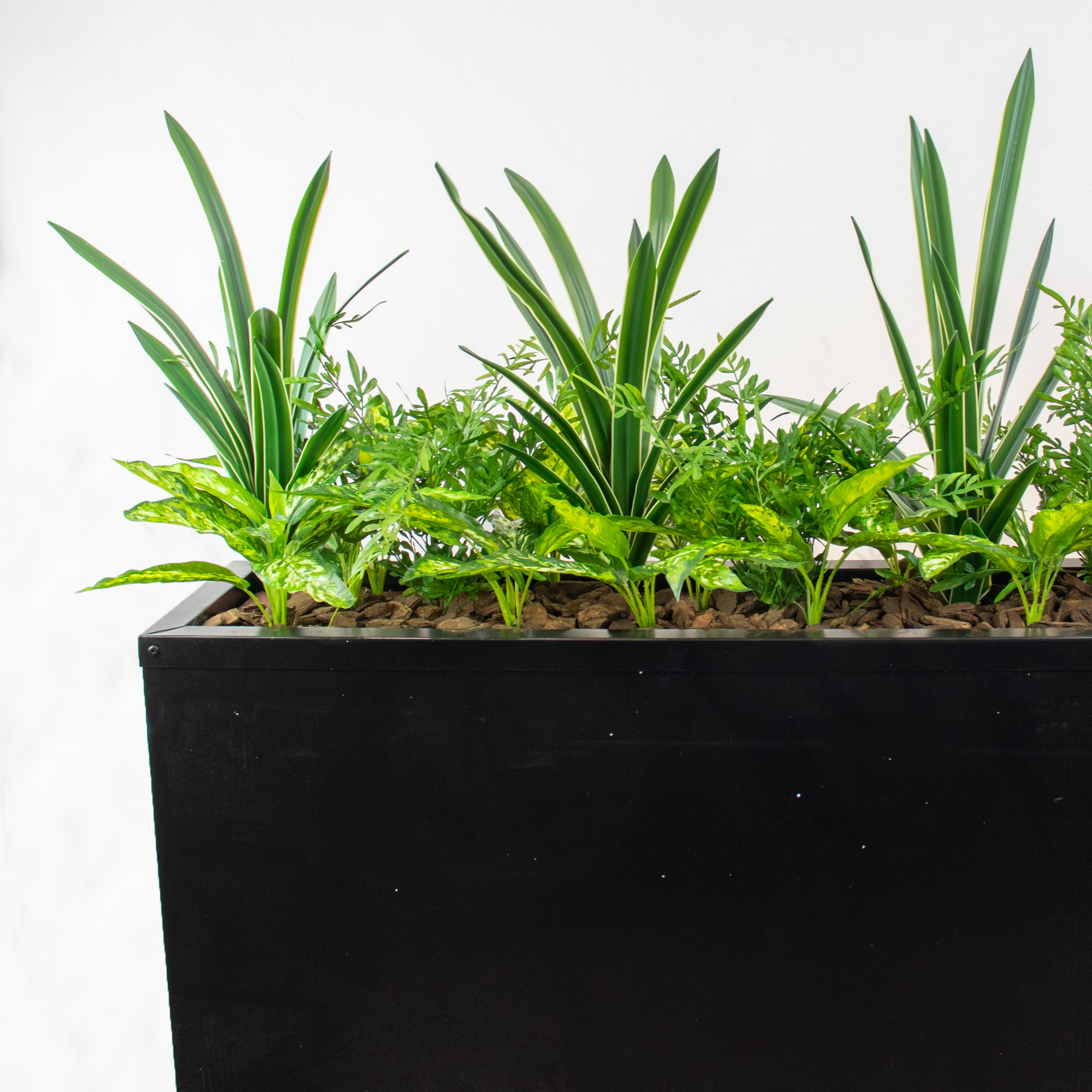 MIXED PLANTS IN POLY TRAY 16-30CM WIDE - Image 2