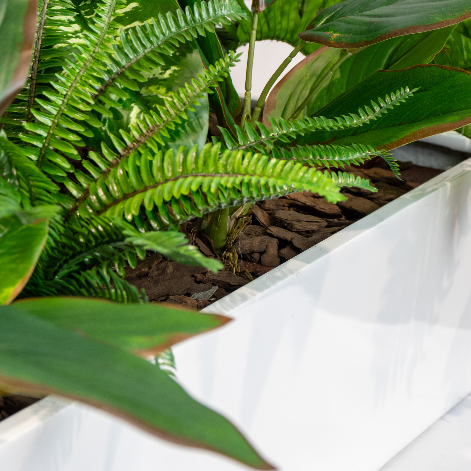 MIXED PLANTS IN POLY TRAY 31-50CM WIDE - Image 2