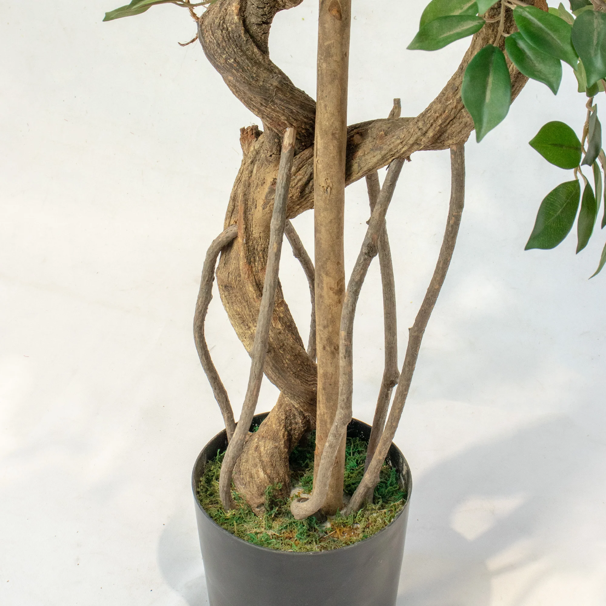 Ficus Retusa Artificial Tree with Stylised Roots 180cm Tall 96cm Wide 3 Tiers in Black Nursery Pot