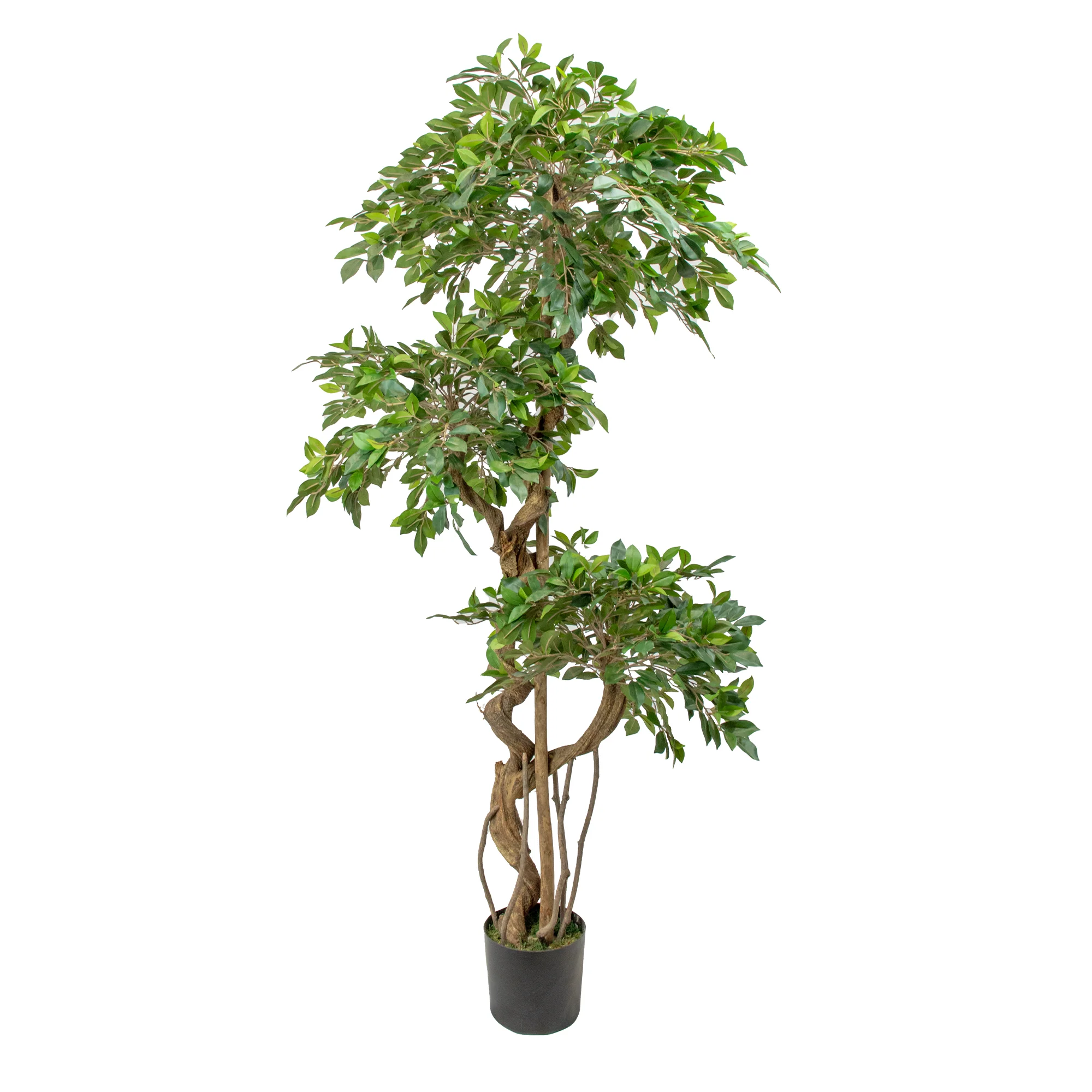 Ficus Retusa Artificial Tree with Stylised Roots 180cm Tall 96cm Wide 3 Tiers in Black Nursery Pot