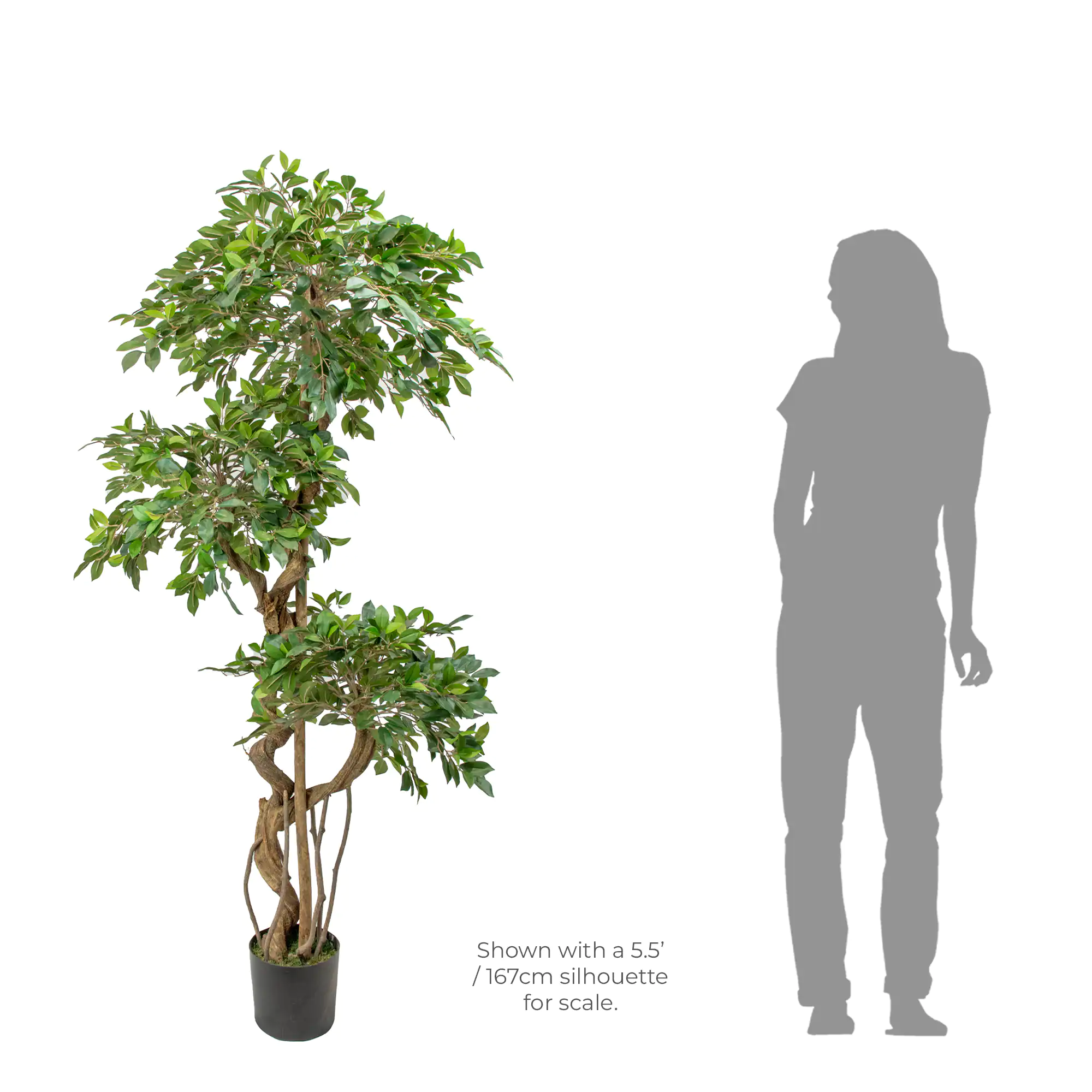 Ficus Retusa Artificial Tree with Stylised Roots 180cm Tall 96cm Wide 3 Tiers in Black Nursery Pot