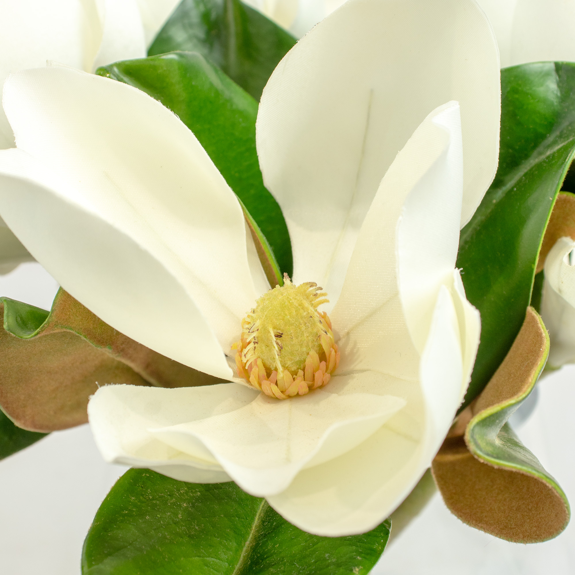 MAGNOLIA BLOOMS IN GLASS VASE
