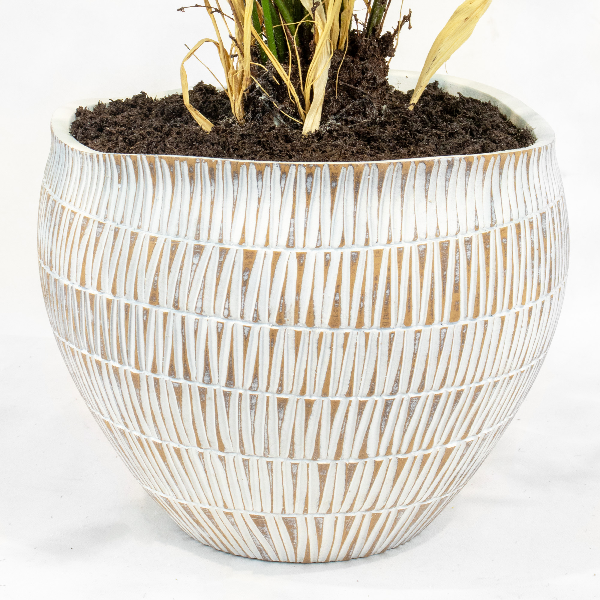 FERN PLANTED IN GEO STRIPE PLANTER