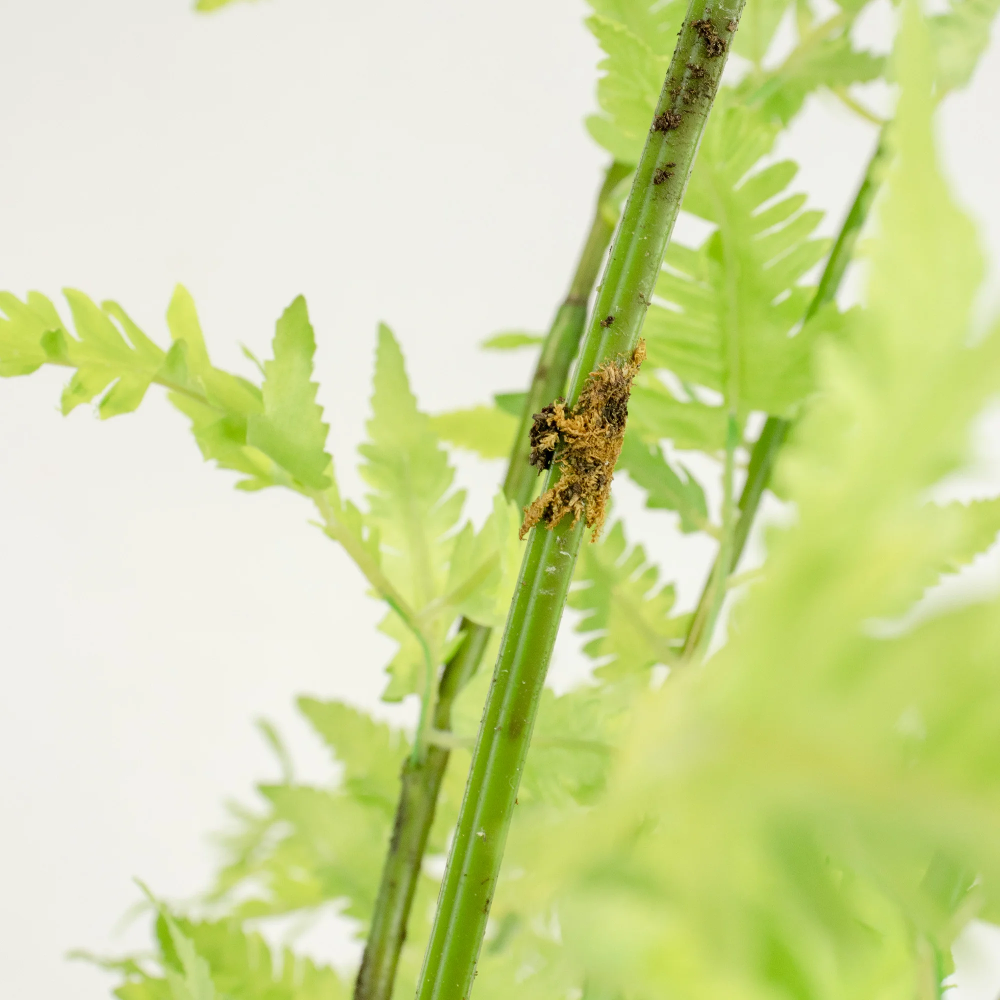 FERN PLANTED IN GEO STRIPE PLANTER
