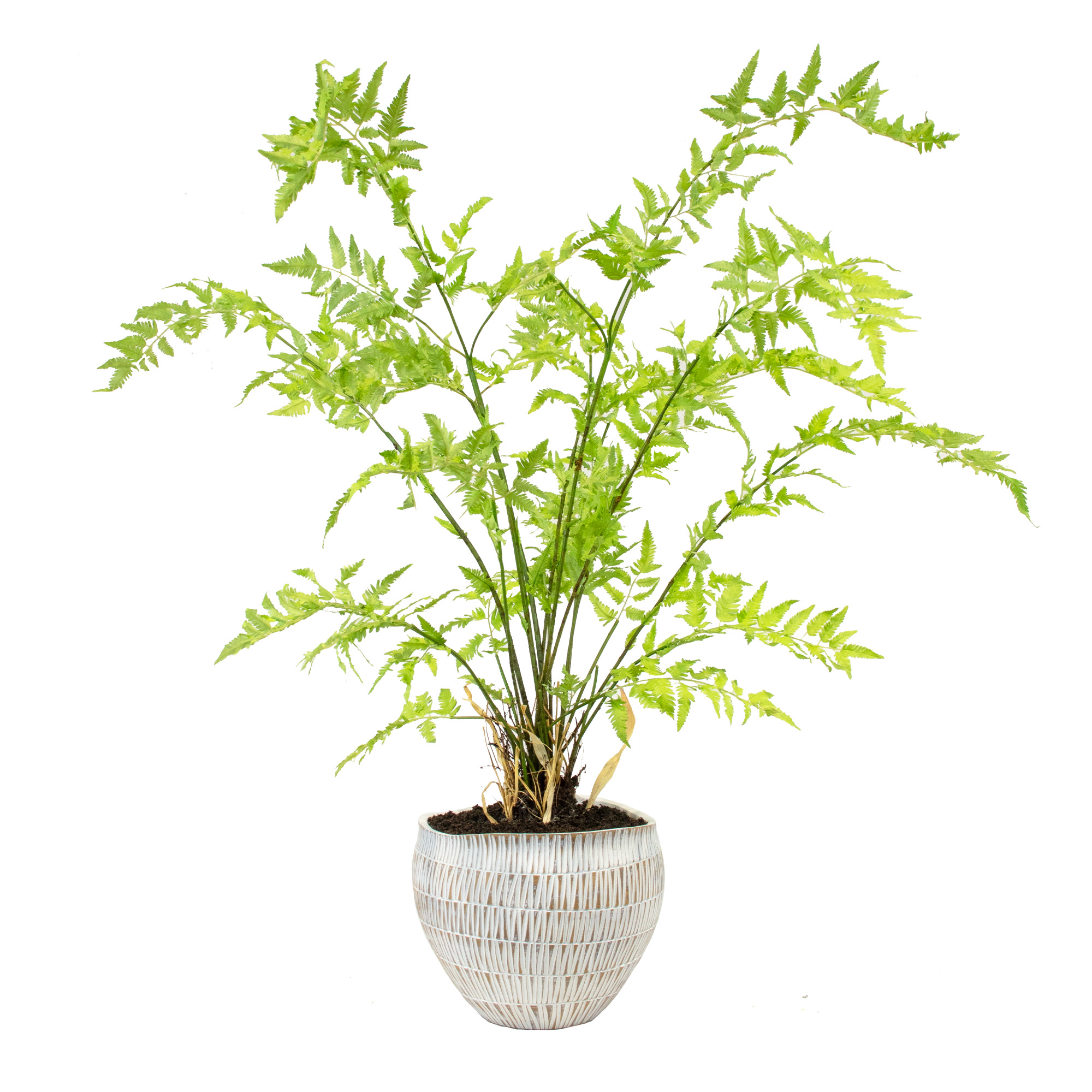 FERN PLANTED IN GEO STRIPE PLANTER