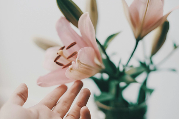 Selective Focus Photo of a Person Touching a Lily Flower - Picture by Valeriia Miller